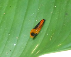 Coryptilum