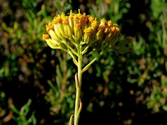 Athanasia microcephala