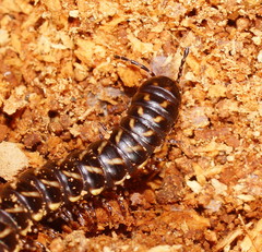 Phyllocladosoma dorrigense