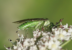 Tenthredo olivacea