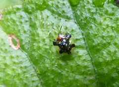 Cassida ruralis