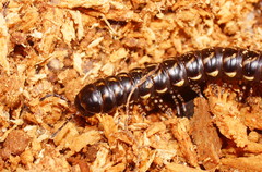 Phyllocladosoma dorrigense