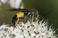 Tenthredo maculata