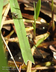 Agriocnemis rubricauda