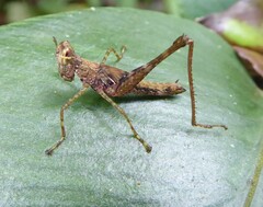Eruciinae