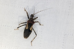 Acanthaspis westermanni