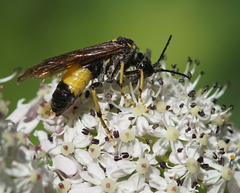 Tenthredo maculata