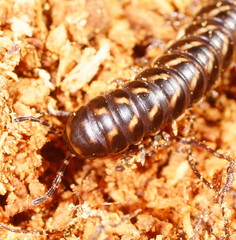 Phyllocladosoma dorrigense