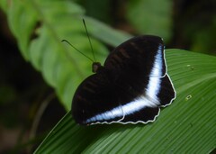 Tanaecia iapis