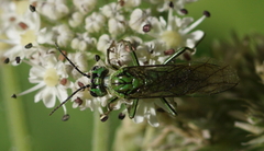 Tenthredo olivacea