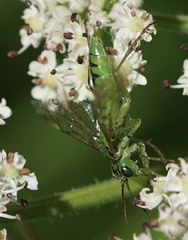Tenthredo olivacea