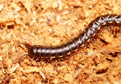 Phyllocladosoma dorrigense