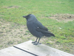 Corvus monedula