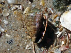 Conus coronatus