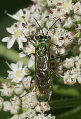 Tenthredo olivacea
