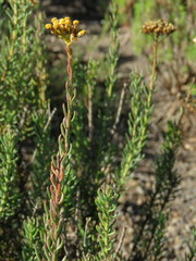 Athanasia microcephala