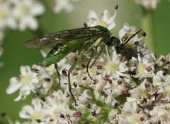 Tenthredo olivacea