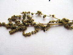 Chenopodium bryoniifolium