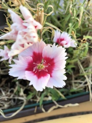 Dianthus plumarius