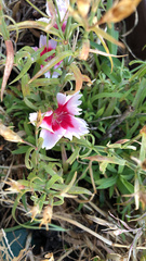 Dianthus plumarius