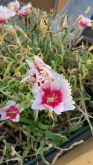 Dianthus plumarius