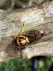Vagitanus terminalis