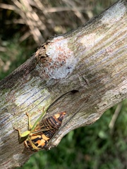 Vagitanus terminalis