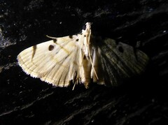 Notarcha