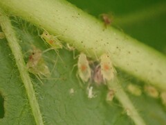 Macrosiphum rhamni