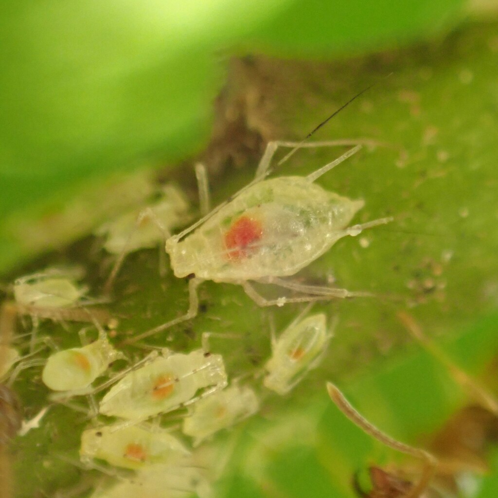 Macrosiphum rhamni