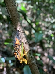 Vagitanus terminalis