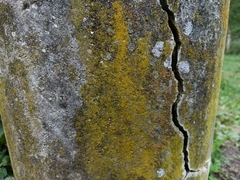 Flavoplaca citrina