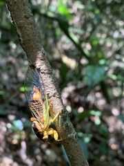 Vagitanus terminalis