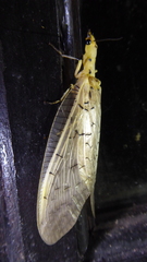 Nevromus testaceus