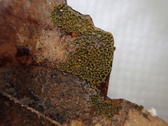 Physarum plicatum