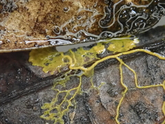 Physarum plicatum