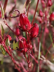 Hibiscus sabdariffa