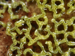 Physarum plicatum