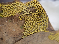 Physarum plicatum