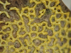 Physarum plicatum