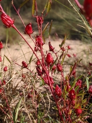 Hibiscus sabdariffa