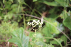 Eupatorium rotundifolium