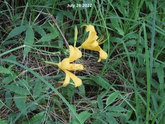 Hemerocallis hakuunensis