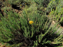 Athanasia microcephala