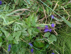 Campanula rapunculoides