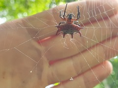 Gasteracantha curvispina