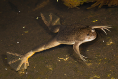 Xenopus muelleri