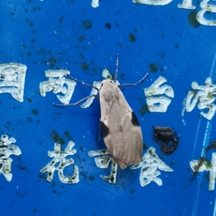 Macotasa tortricoides