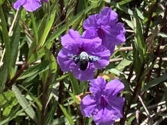 Xylocopa abbotti