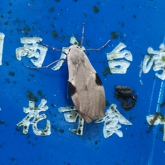 Macotasa tortricoides